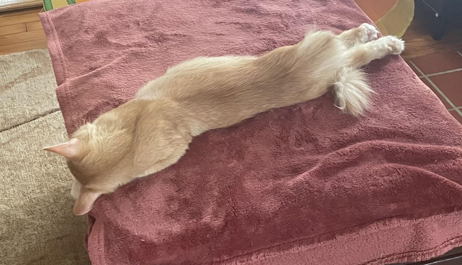 Enlarge Cecil, a Adoptable Domestic Medium Hair in Greenfield, IN image 1/3