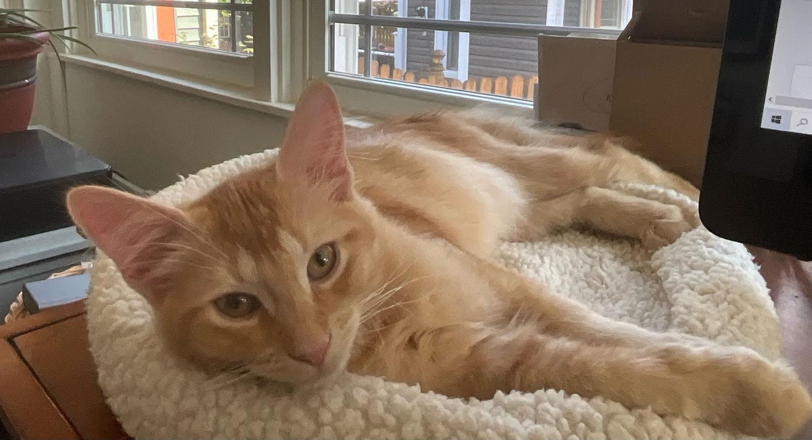 Enlarge Cecil, a Adoptable Domestic Medium Hair in Greenfield, IN image 2/3