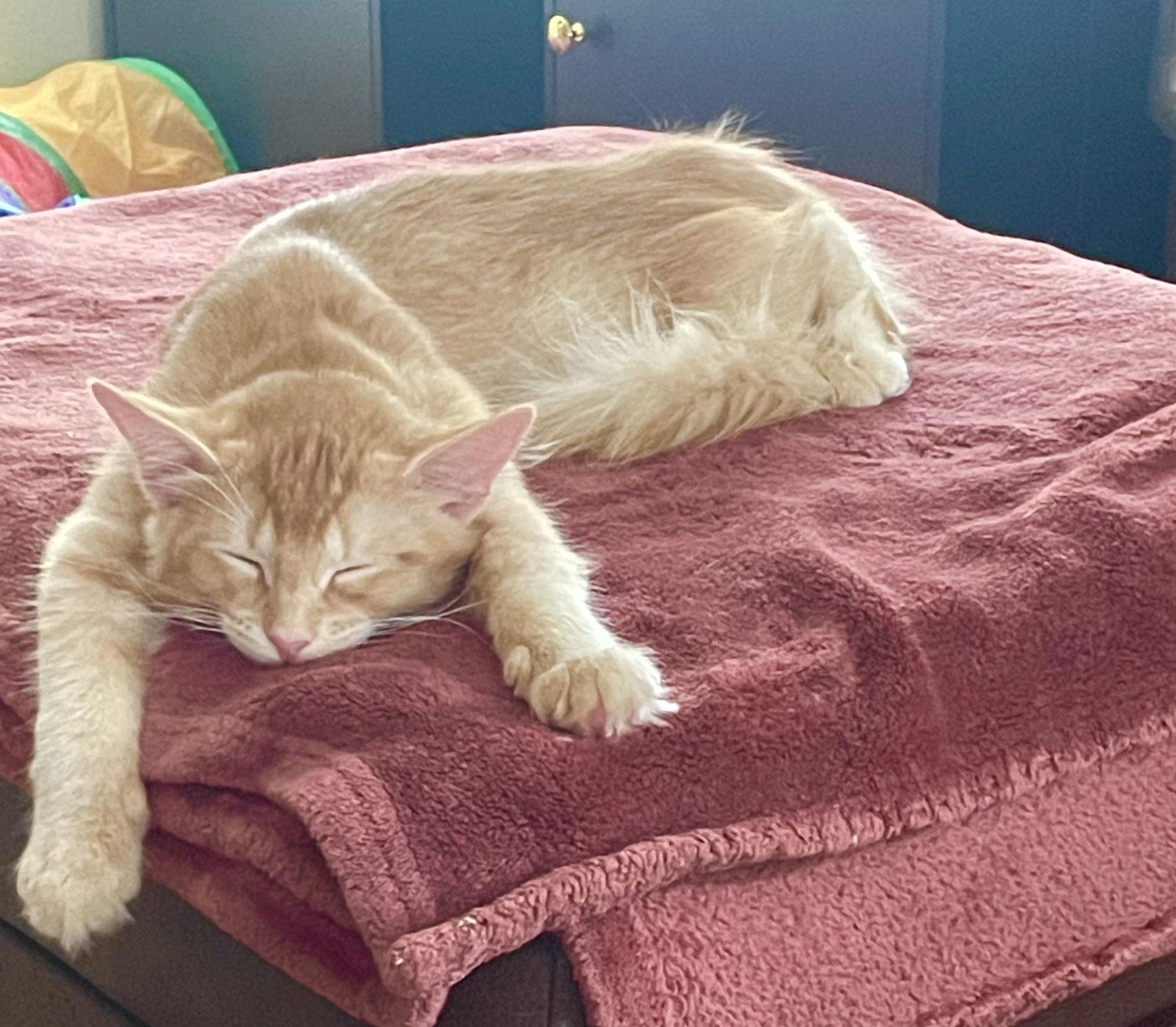 Enlarge Cecil, a Adoptable Domestic Medium Hair in Greenfield, IN image 3/3