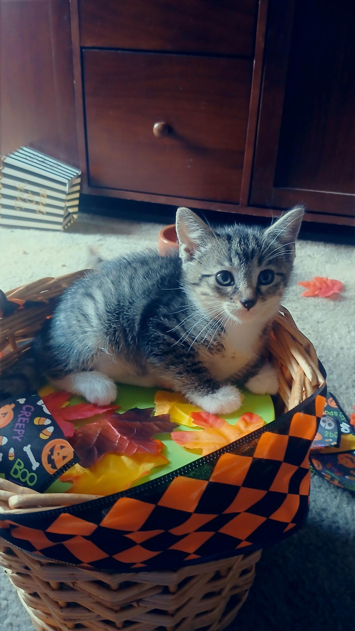 Huey, Adoptable, Kitten Male Domestic Short Hair.