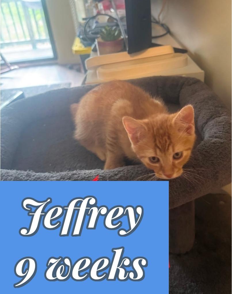 Jeffrey (O), Adoptable, Kitten Male Domestic Short Hair.