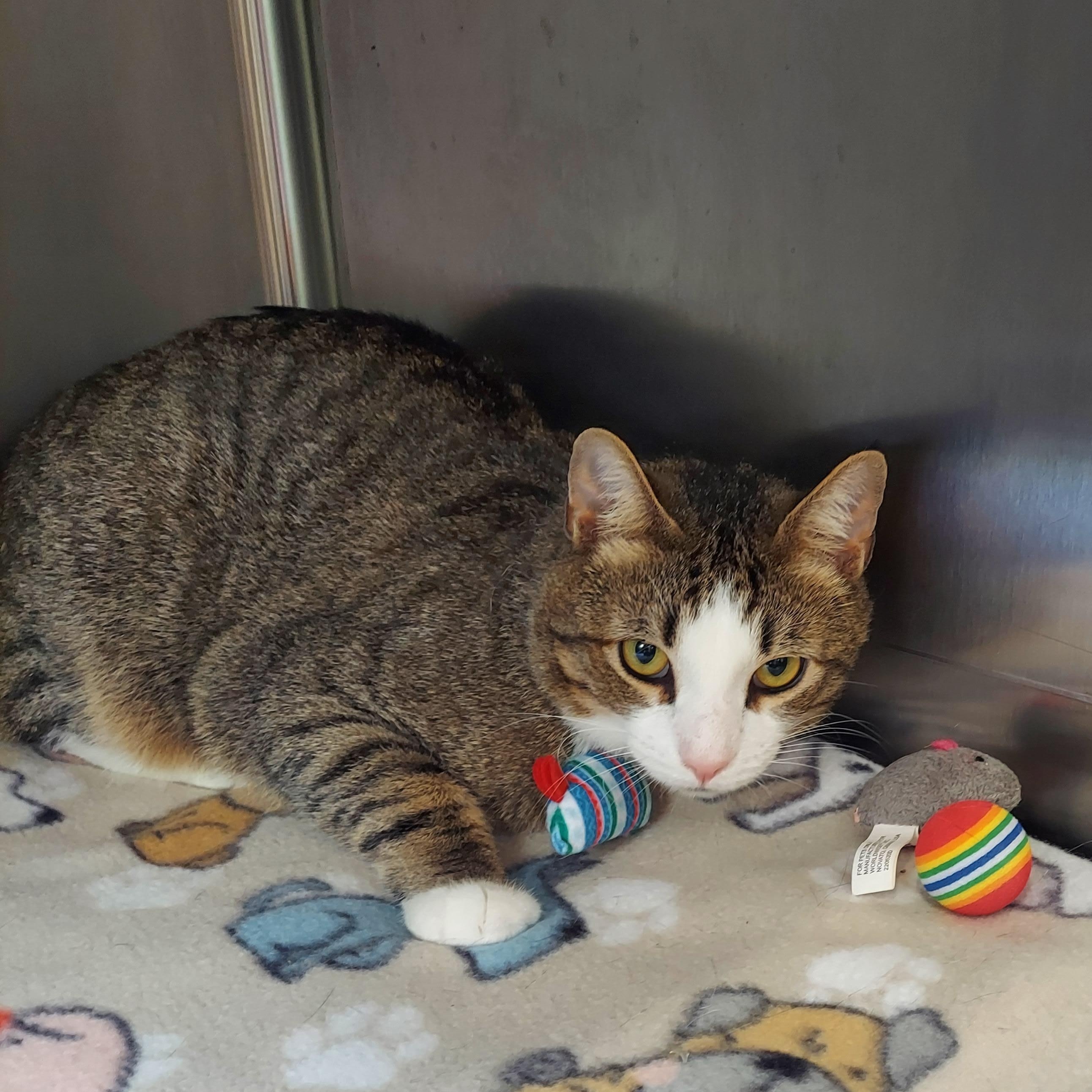 #68, Adult Male Domestic Short Hair