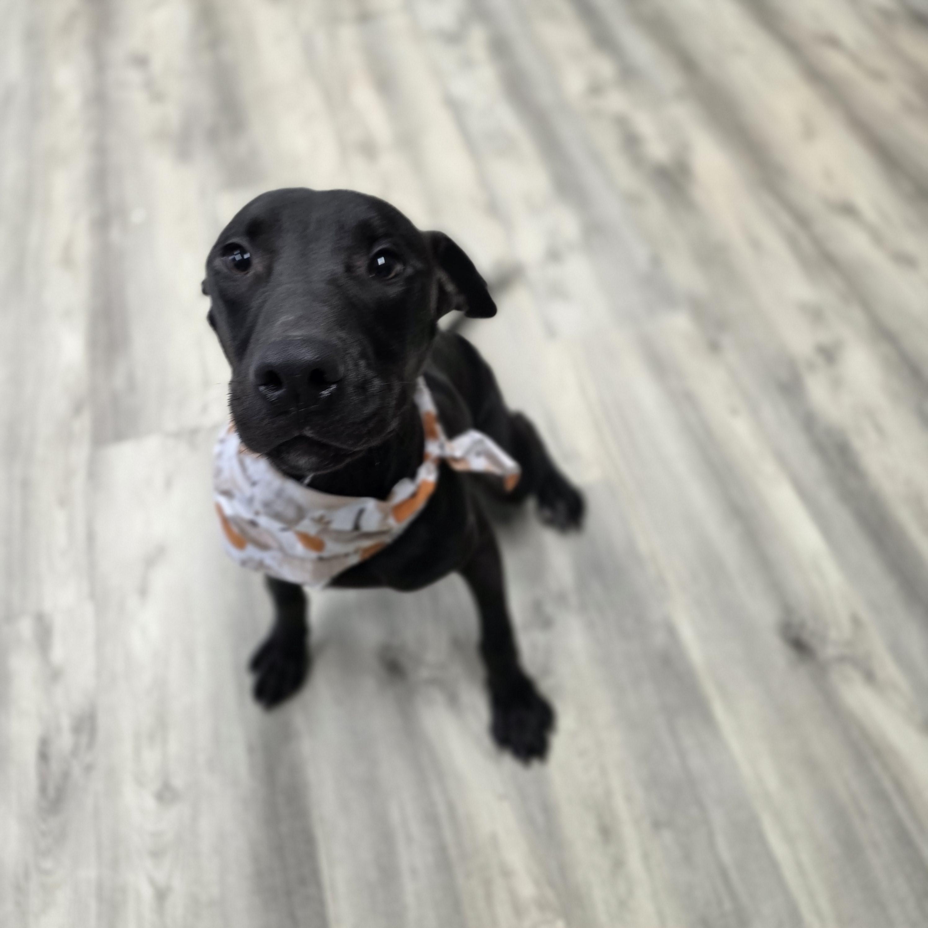 Enlarge Buzz, a ADOPTABLE Mixed Breed in PHILADELPHIA, TN image 2/2