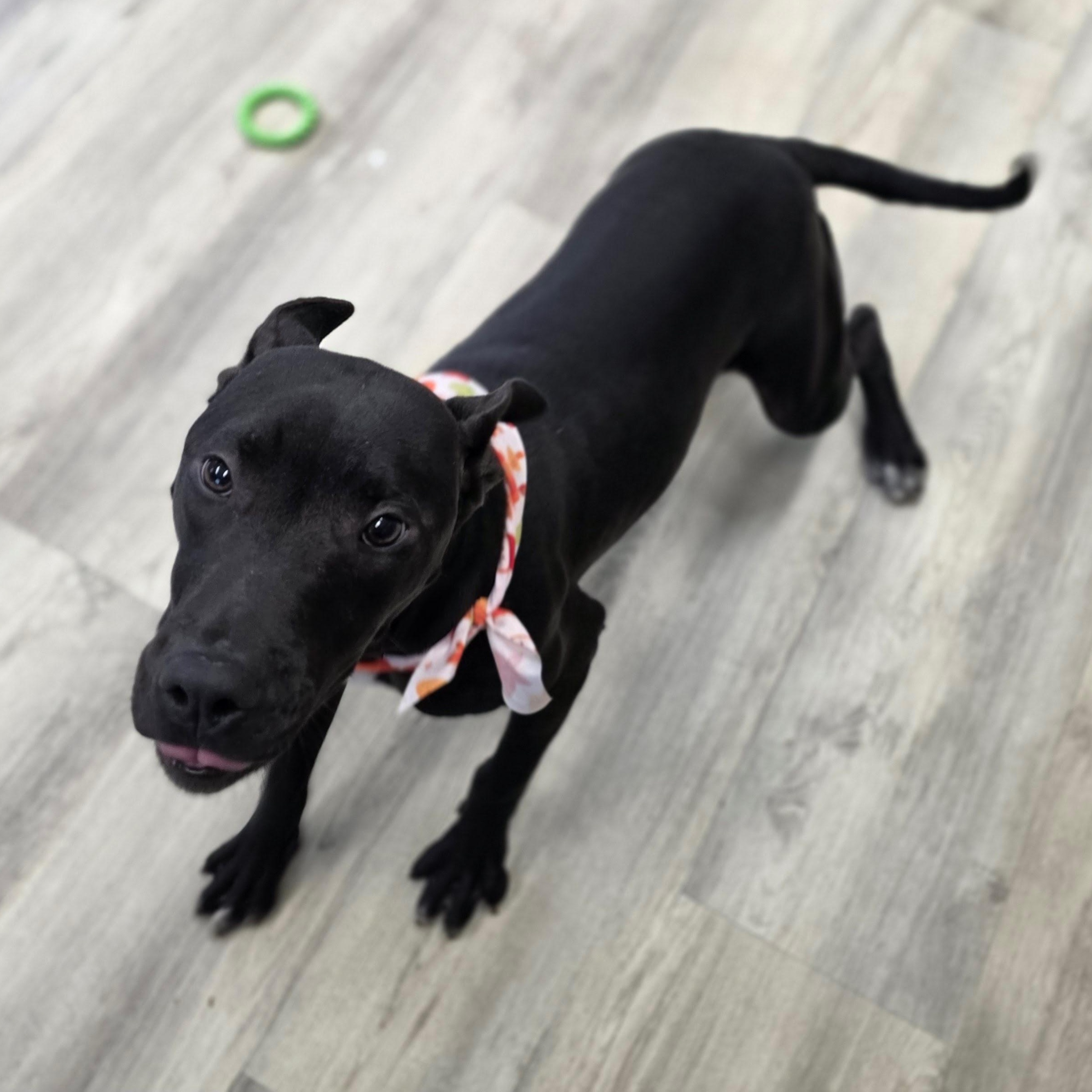 Enlarge Buzz, a ADOPTABLE Mixed Breed in PHILADELPHIA, TN image 1/2