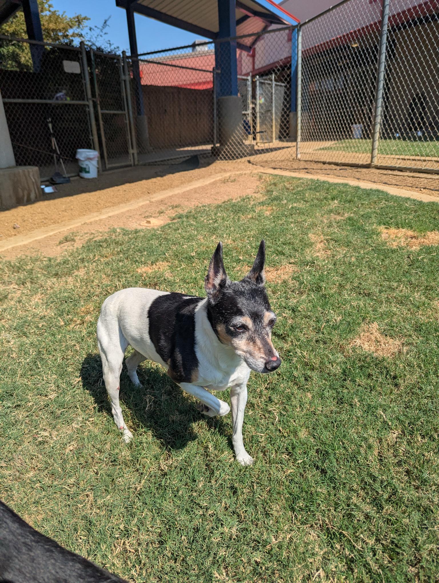 Mitsy* A212487