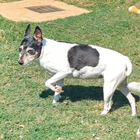 Mitsy* A212487