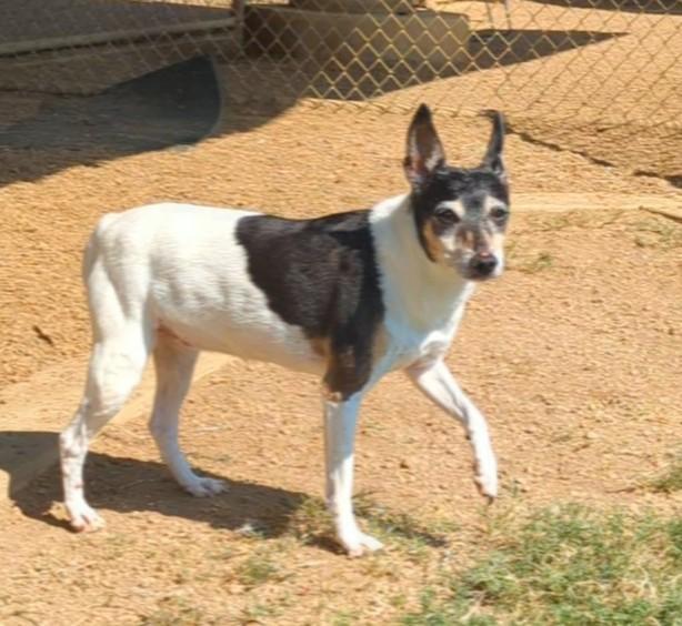 Mitsy* A212487