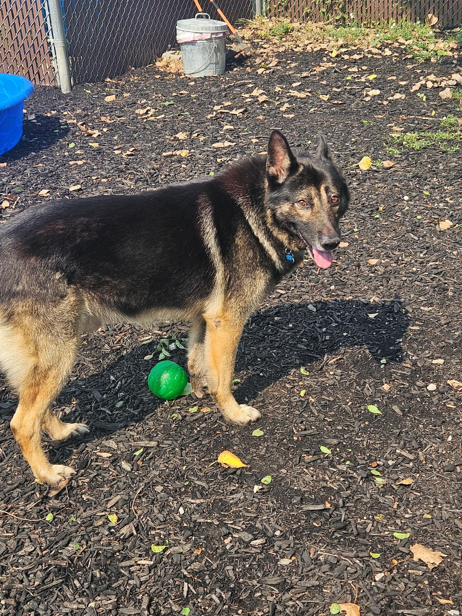 Rex, a Adoptable mixed breed in Orland Park, IL image 2/4