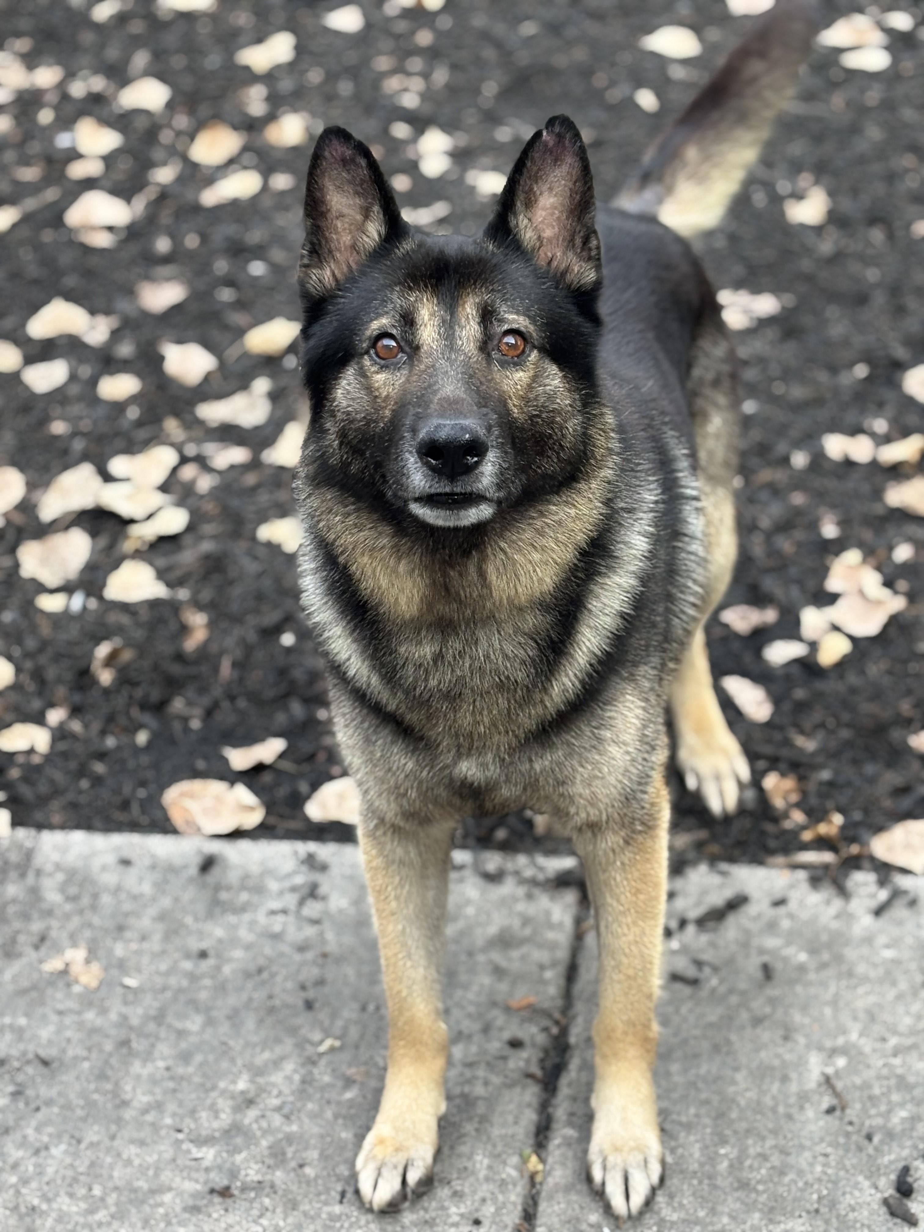 Rex, a Adoptable mixed breed in Orland Park, IL image 3/4