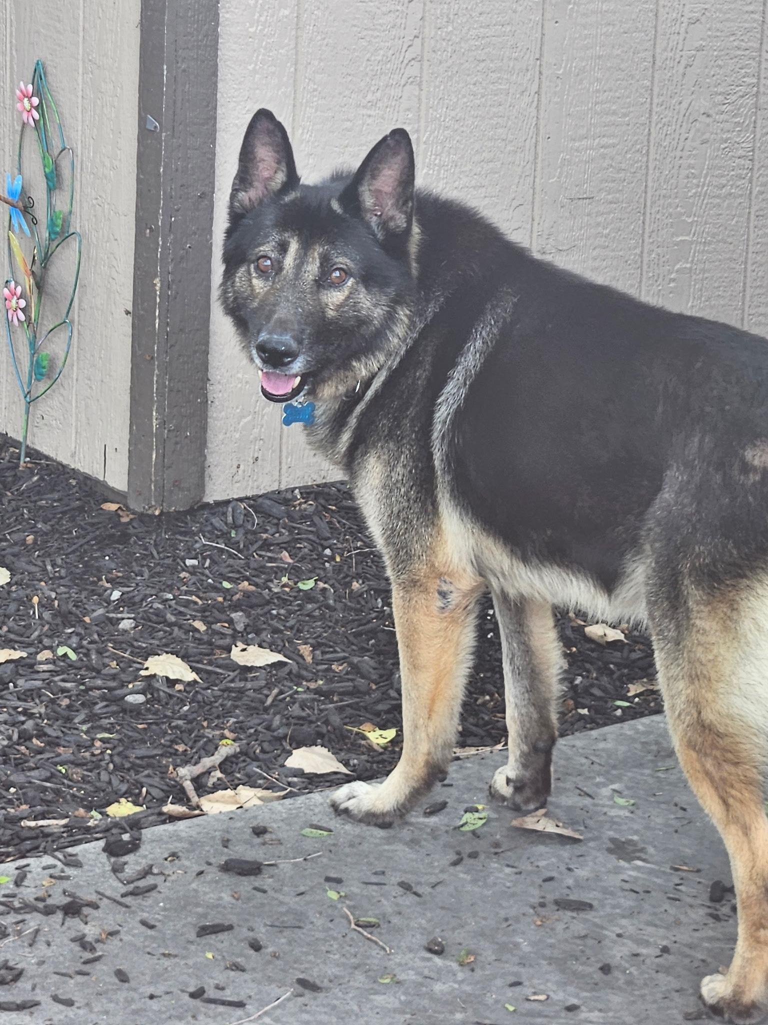 Rex, a Adoptable mixed breed in Orland Park, IL image 4/4