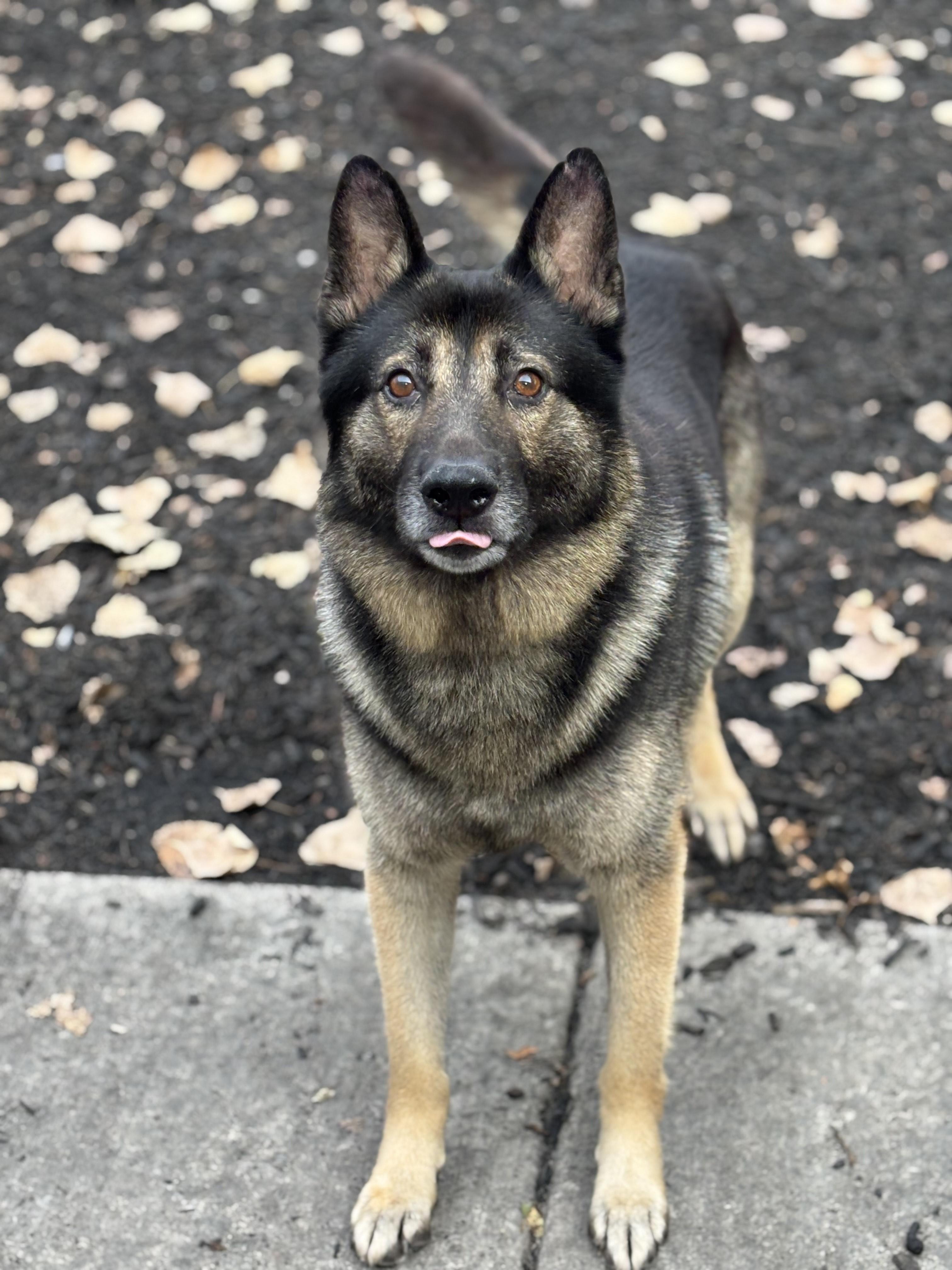 Rex, Adoptable, Adult Male German Shepherd Dog.