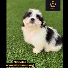 Enlarge Nicholas / Redington Beach, a Adoptable Shih Tzu in Redington Beach, FL image 4/4