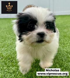 Enlarge Nicholas / Redington Beach, a Adoptable Shih Tzu in Redington Beach, FL image 3/4