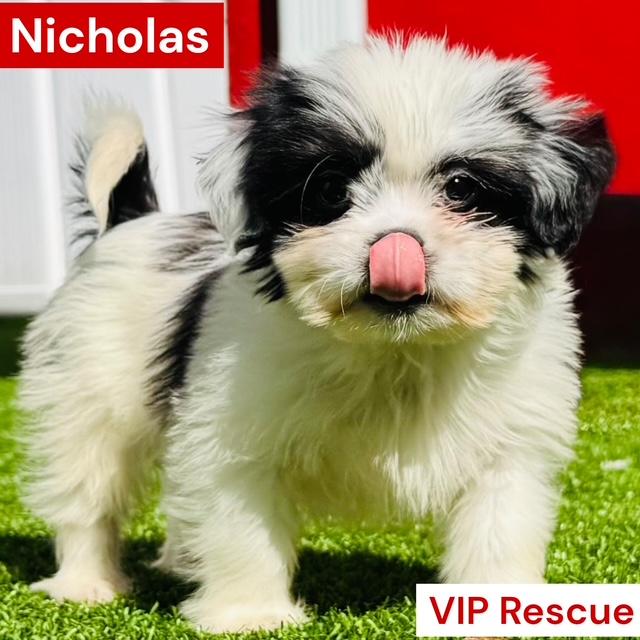 Enlarge Nicholas / Redington Beach, a Adoptable Shih Tzu in Redington Beach, FL image 2/6