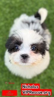 Enlarge Nicholas / Redington Beach, a Adoptable Shih Tzu in Redington Beach, FL image 1/4