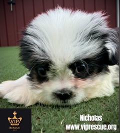 Enlarge Nicholas / Redington Beach, a Adoptable Shih Tzu in Redington Beach, FL image 2/4