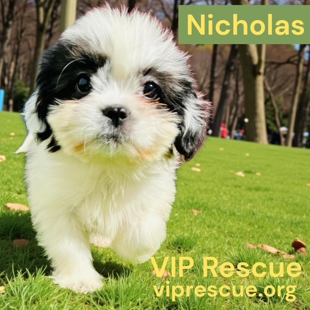 Nicholas  Redington Beach thumbnail 6