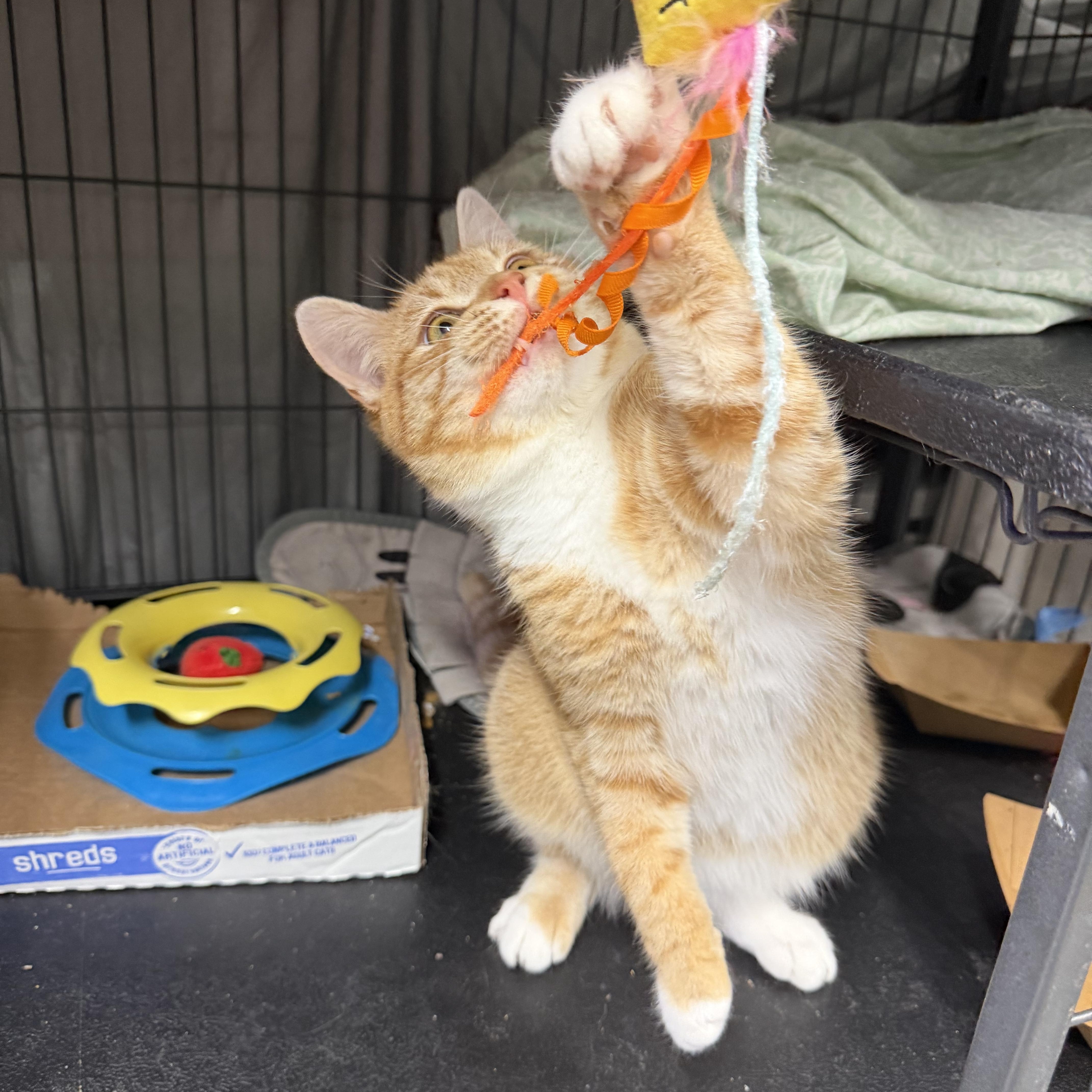 Squash, a Adoptable Domestic Short Hair in Albemarle, NC image 3/4