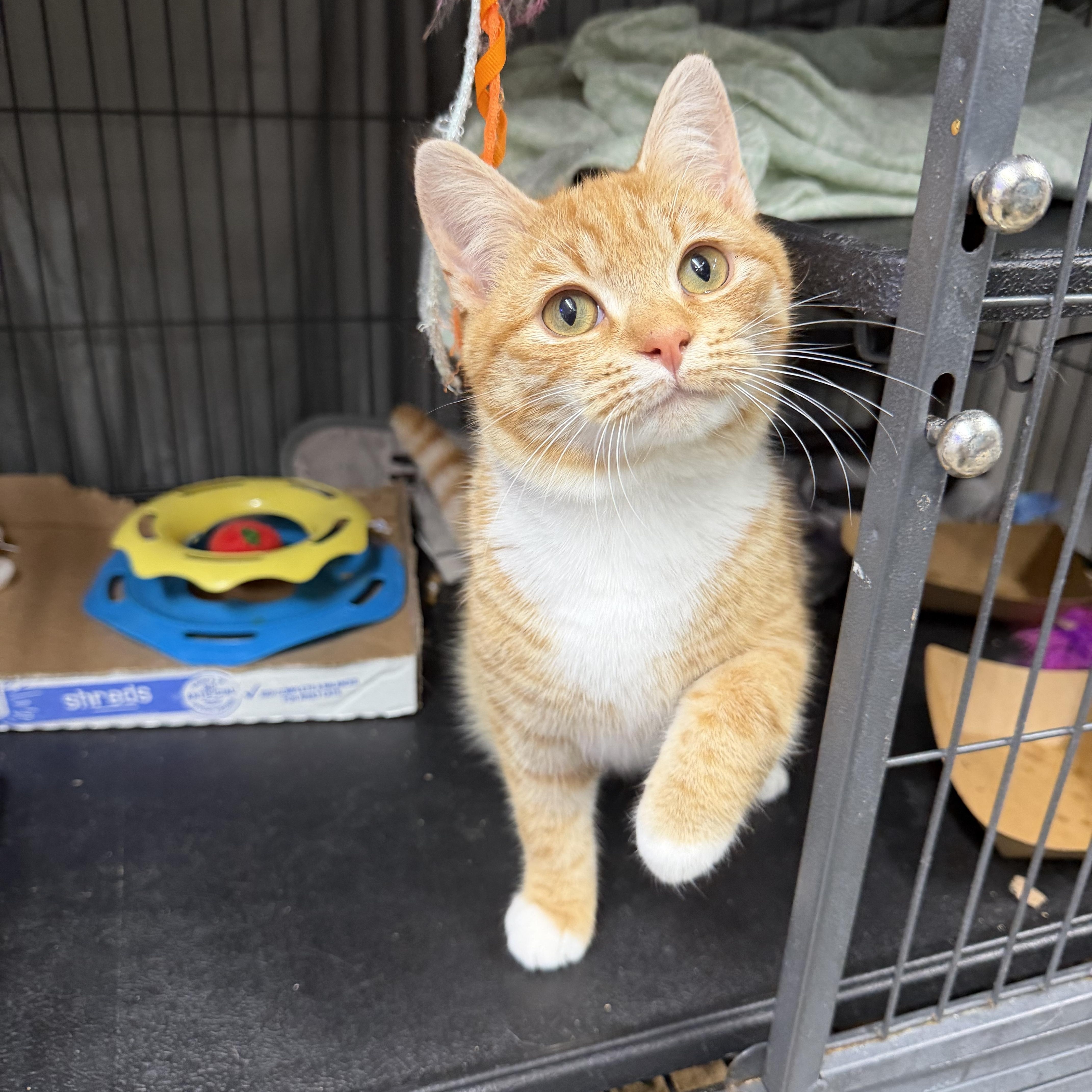 Squash, a Adoptable Domestic Short Hair in Albemarle, NC image 2/4
