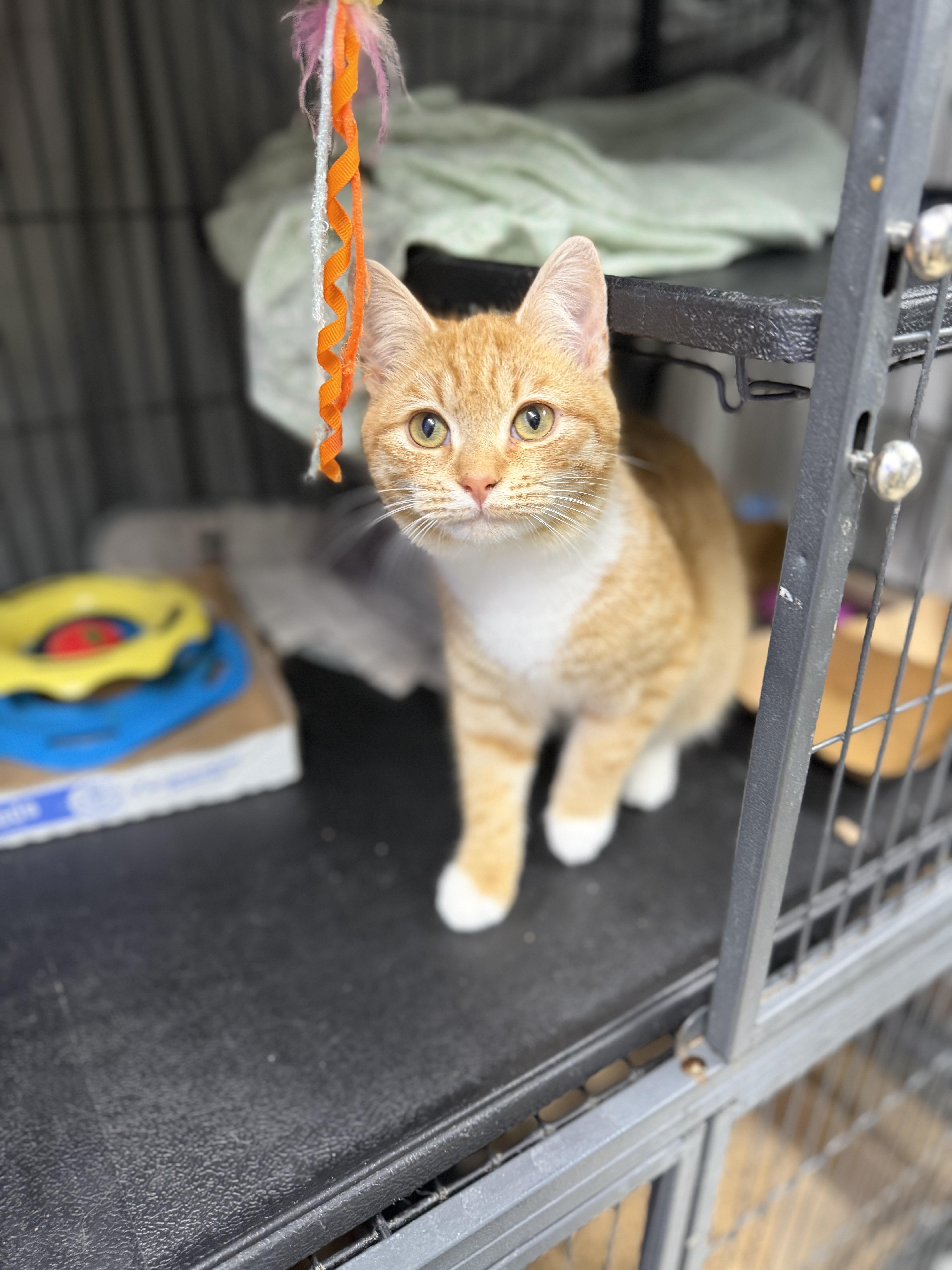 Squash, a Adoptable Domestic Short Hair in Albemarle, NC image 1/4