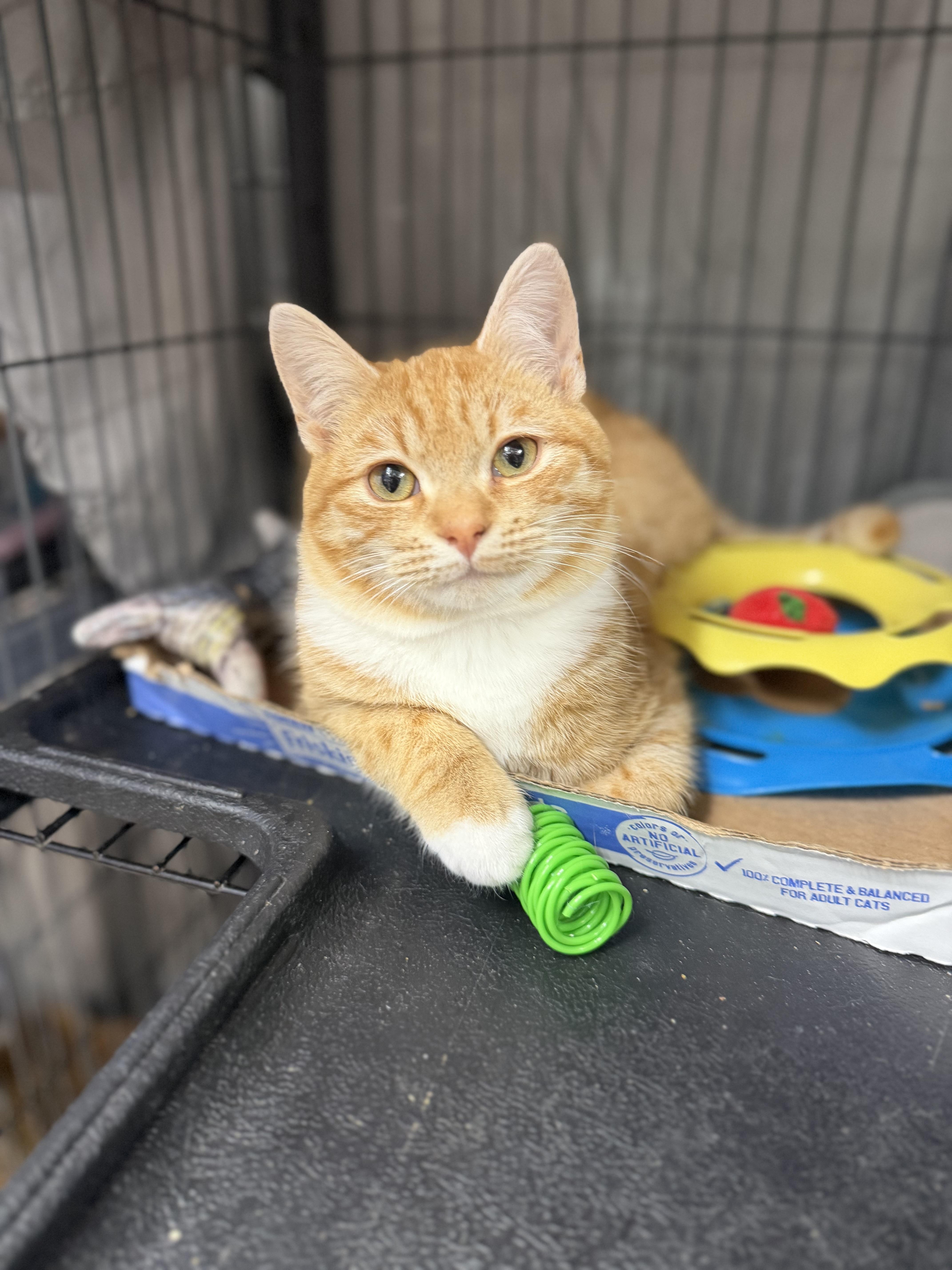 Squash, a Adoptable Domestic Short Hair in Albemarle, NC image 4/4