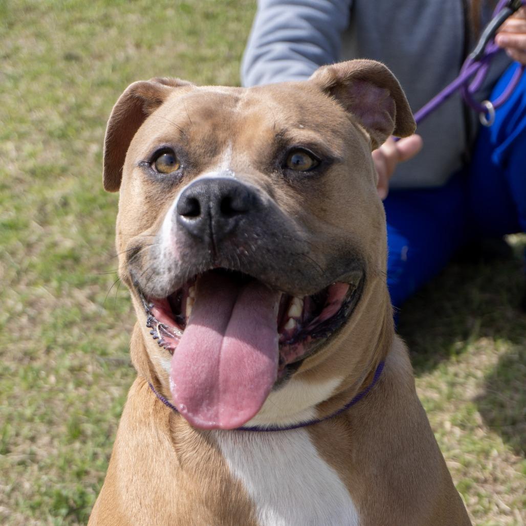 Enlarge Simba, a Adoptable Pit Bull Terrier in Elizabeth City, NC image 1/6
