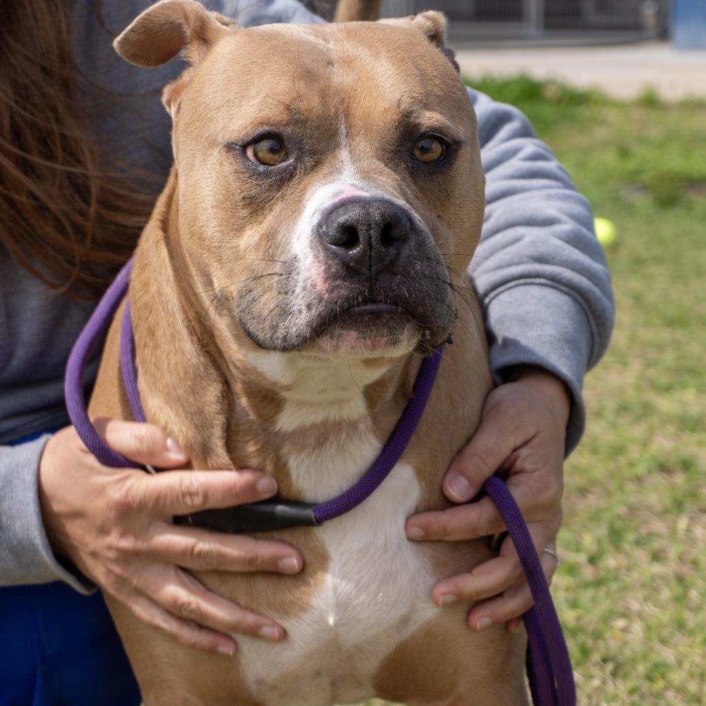 Enlarge Simba, a Adoptable Pit Bull Terrier in Elizabeth City, NC image 2/6