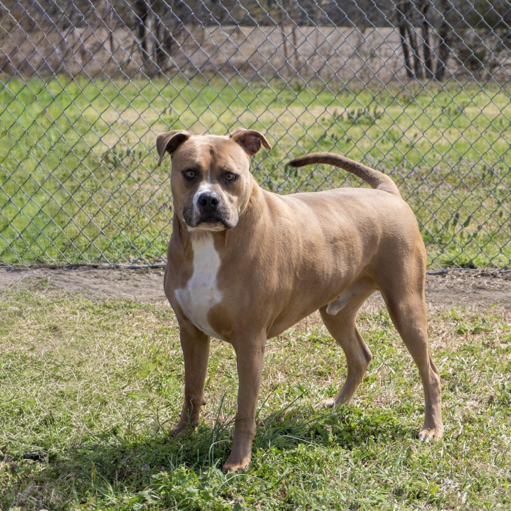 Enlarge Simba, a Adoptable Pit Bull Terrier in Elizabeth City, NC image 3/6