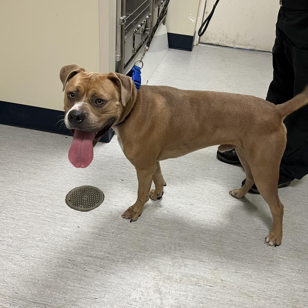 Enlarge Simba, a Adoptable Pit Bull Terrier in Elizabeth City, NC image 4/6