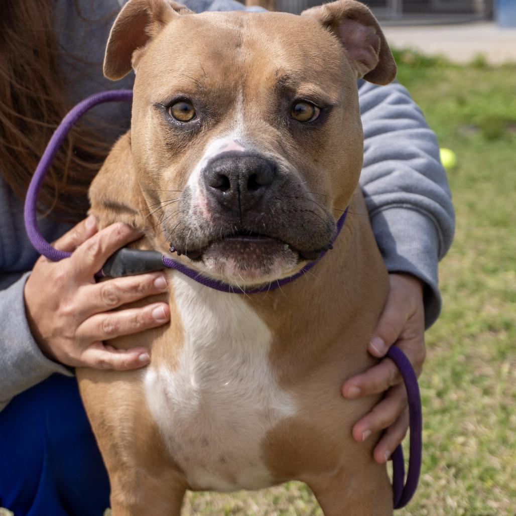 Enlarge Simba, a Adoptable Pit Bull Terrier in Elizabeth City, NC image 5/6