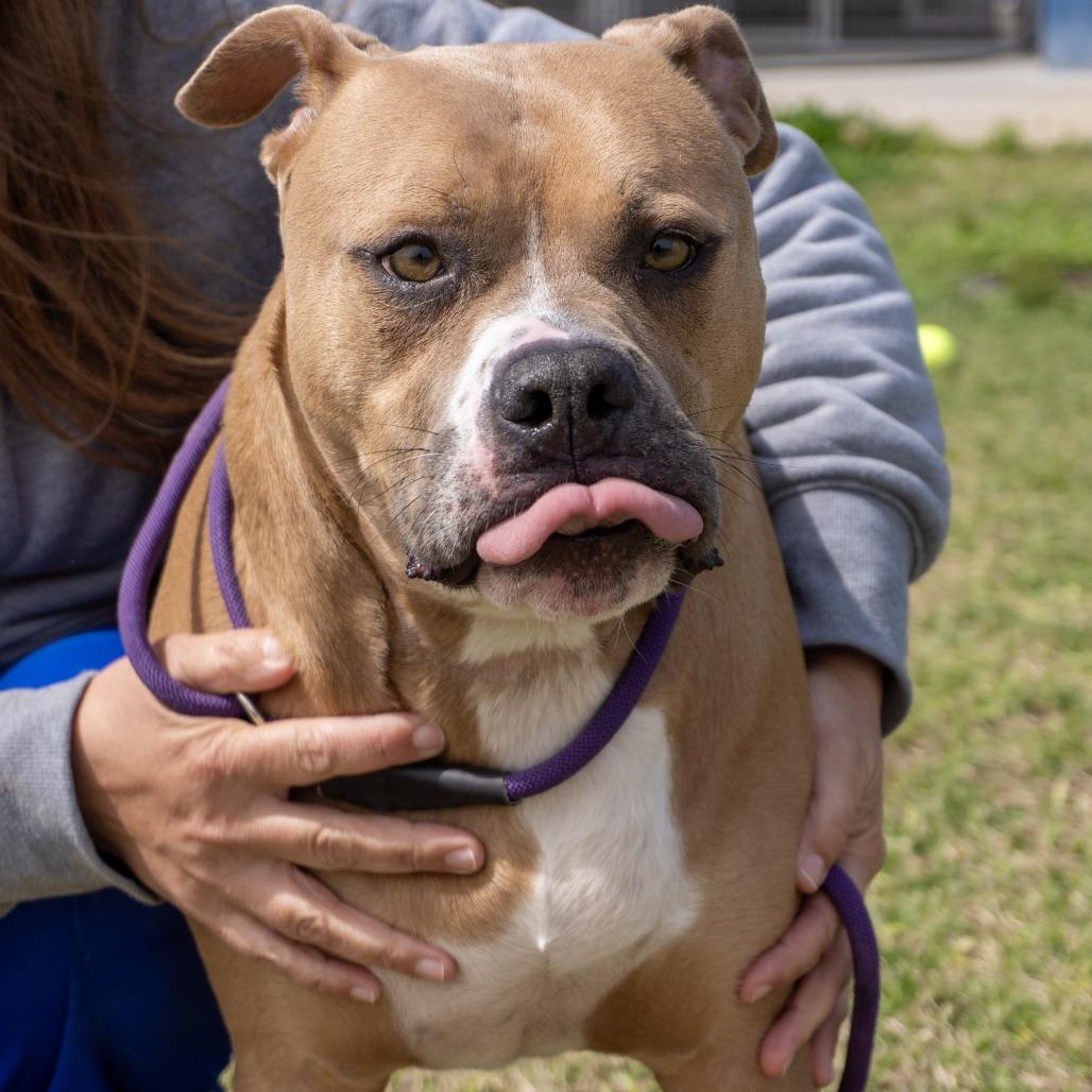 Enlarge Simba, a Adoptable Pit Bull Terrier in Elizabeth City, NC image 6/6