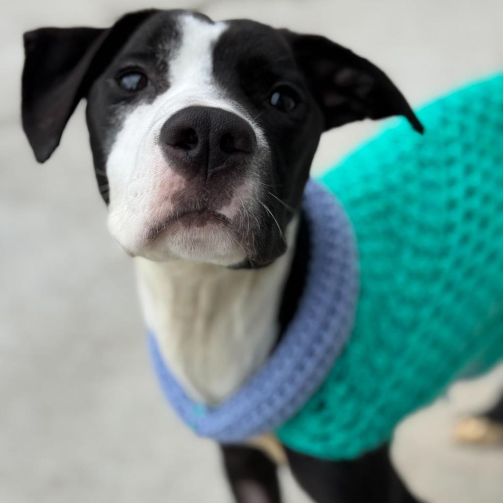 Lenny, Adoptable, Young Male Pit Bull Terrier.