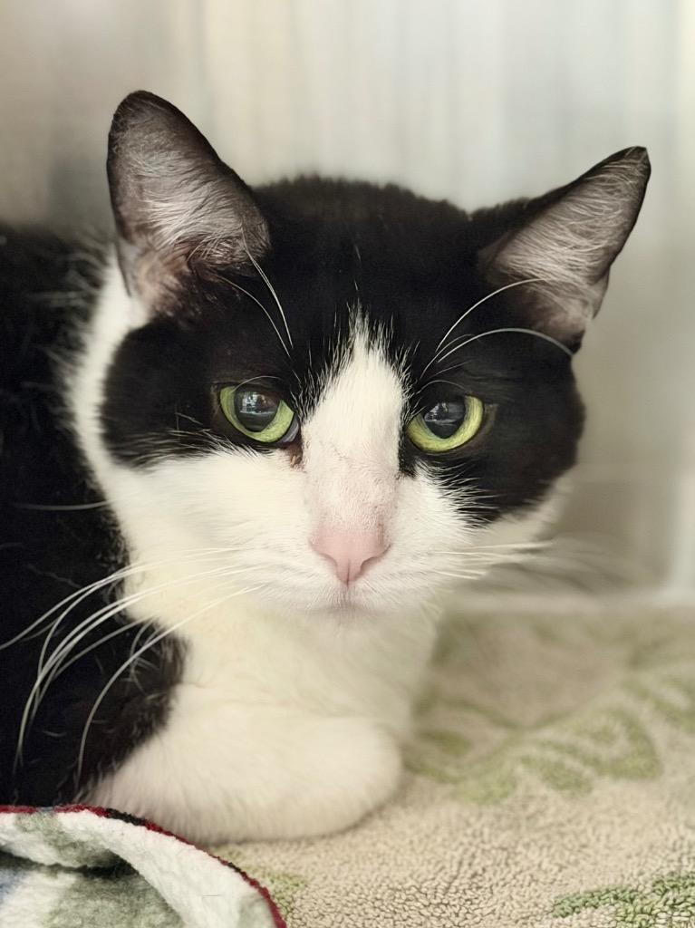 Enlarge Bluebell, a Adoptable mixed breed in Menomonie, WI image 1/1