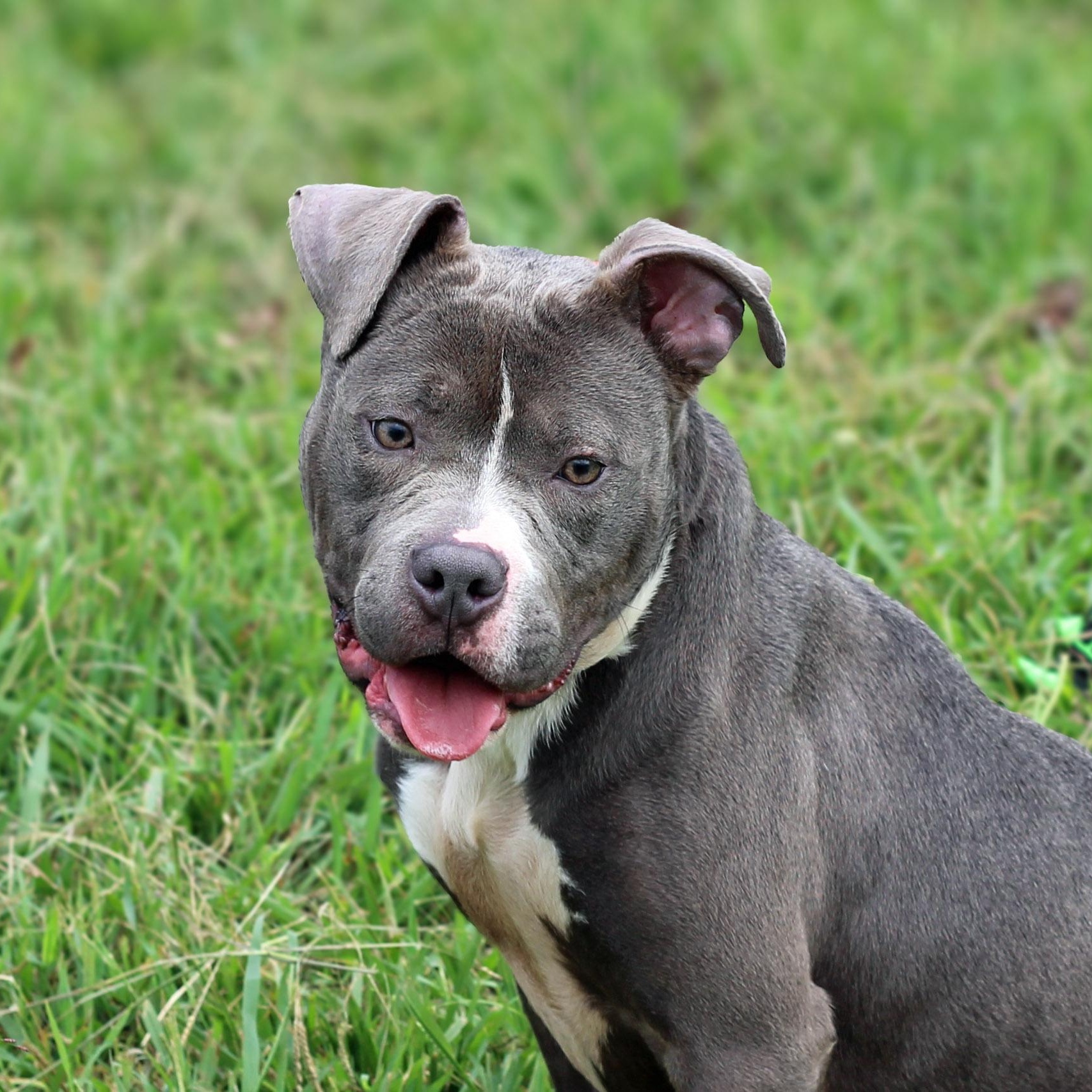 Farris, Adopted, Adult Male Pit Bull Terrier.