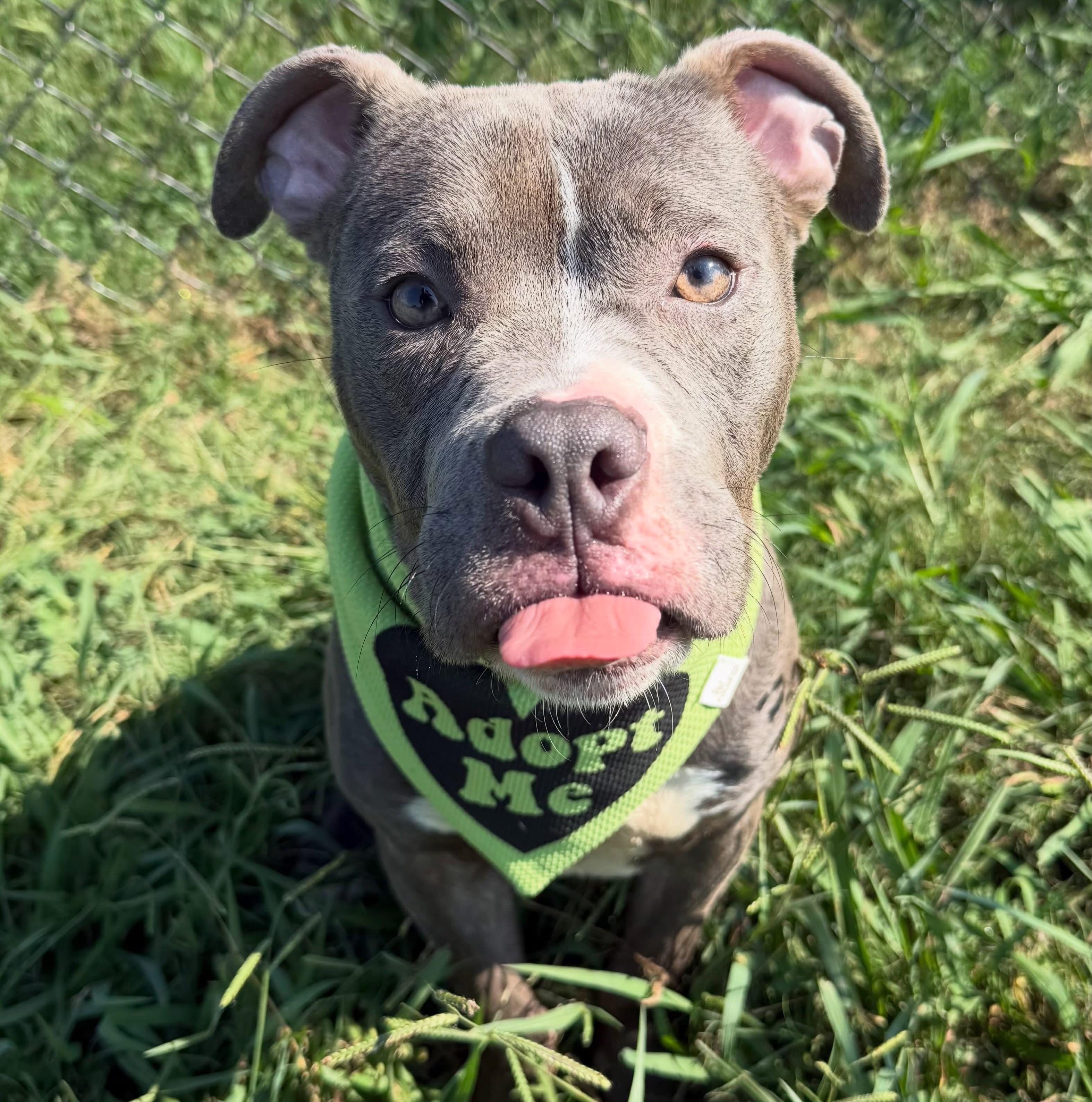 Farris, a ADOPTABLE mixed breed in Lebanon, TN image 2/3