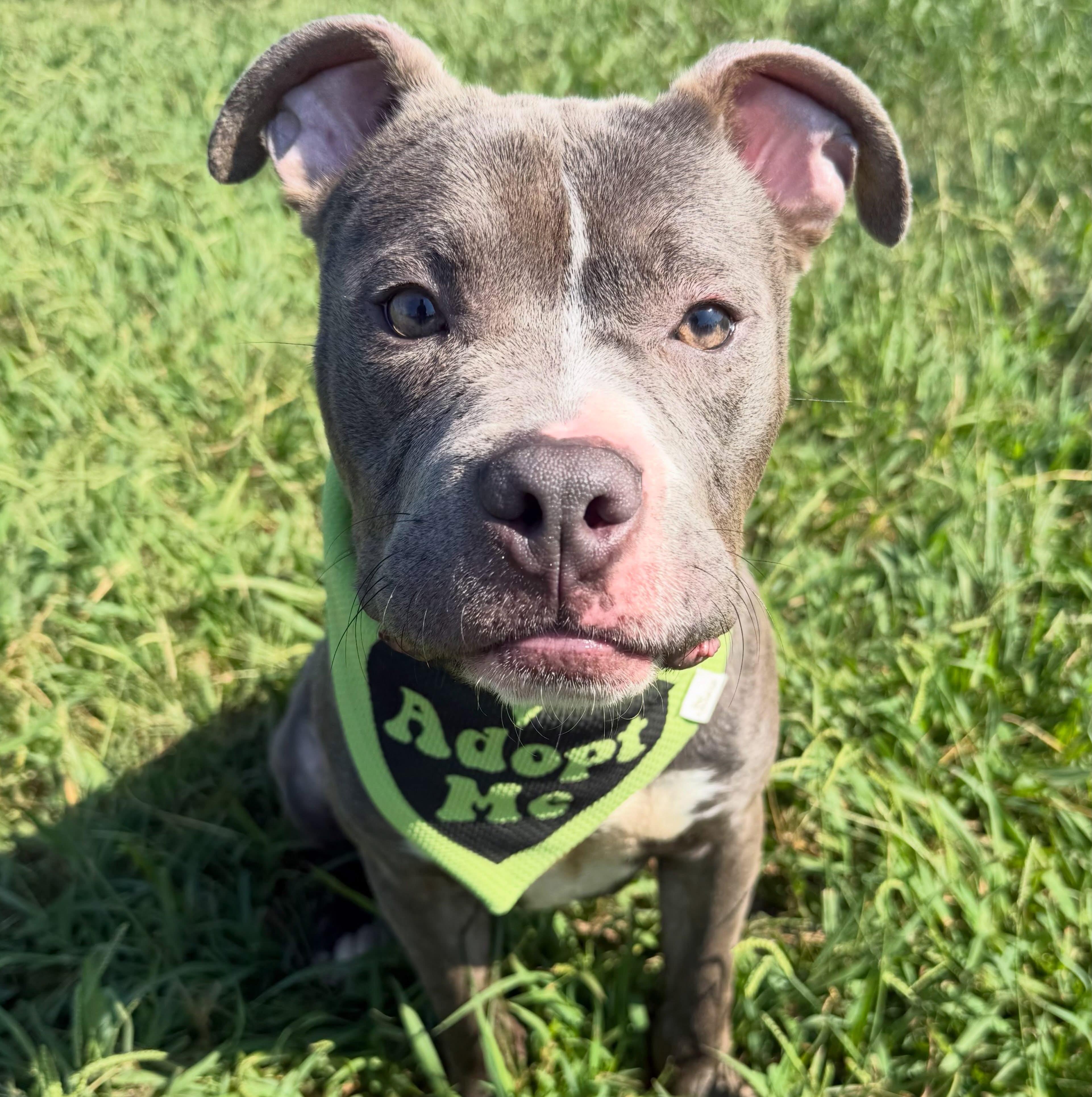 Farris, ADOPTABLE, Adult Male Pit Bull Terrier.