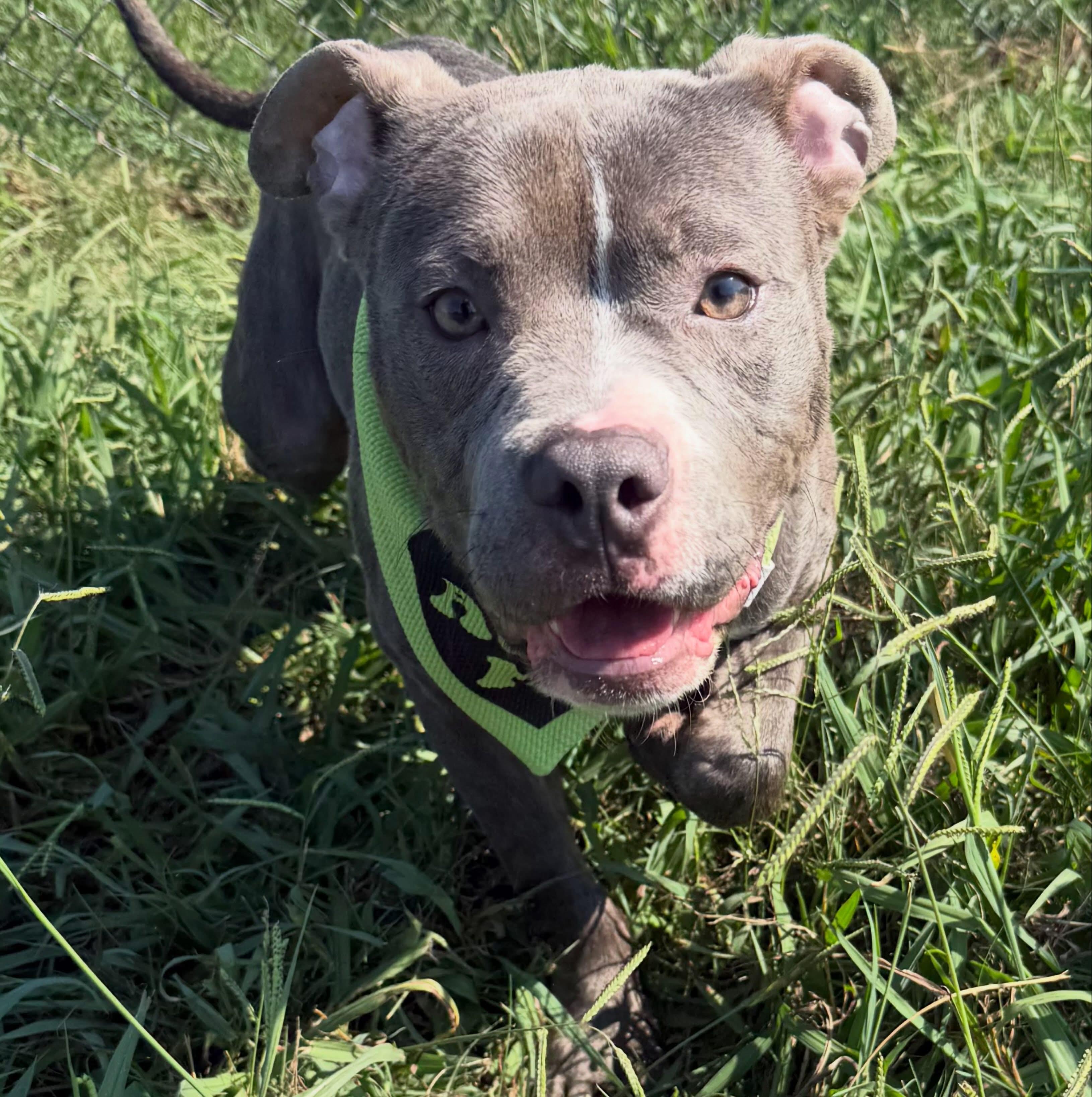 Farris, a ADOPTABLE mixed breed in Lebanon, TN image 3/3