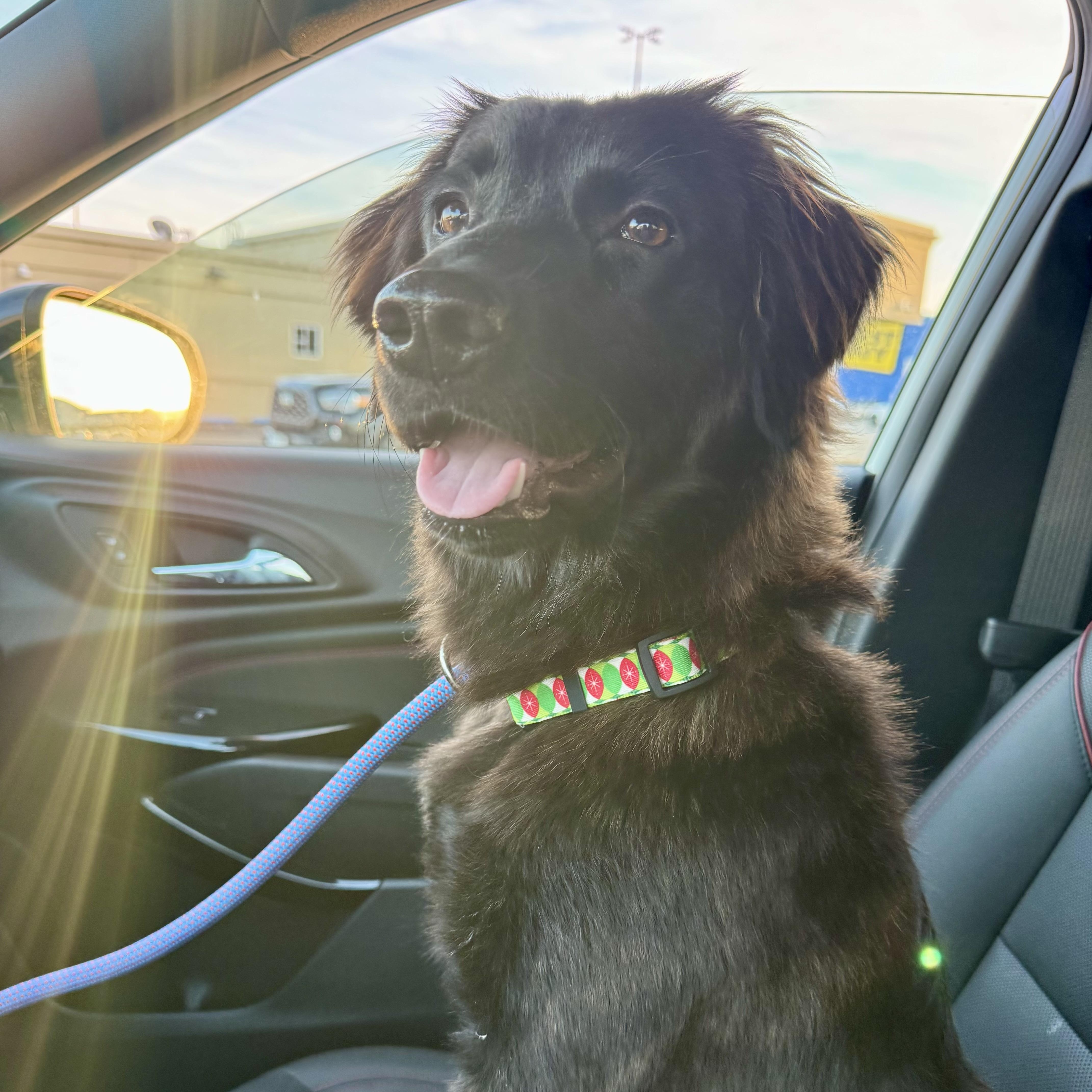 Raisin, a ADOPTABLE mixed breed in Lynnwood, WA image 3/6