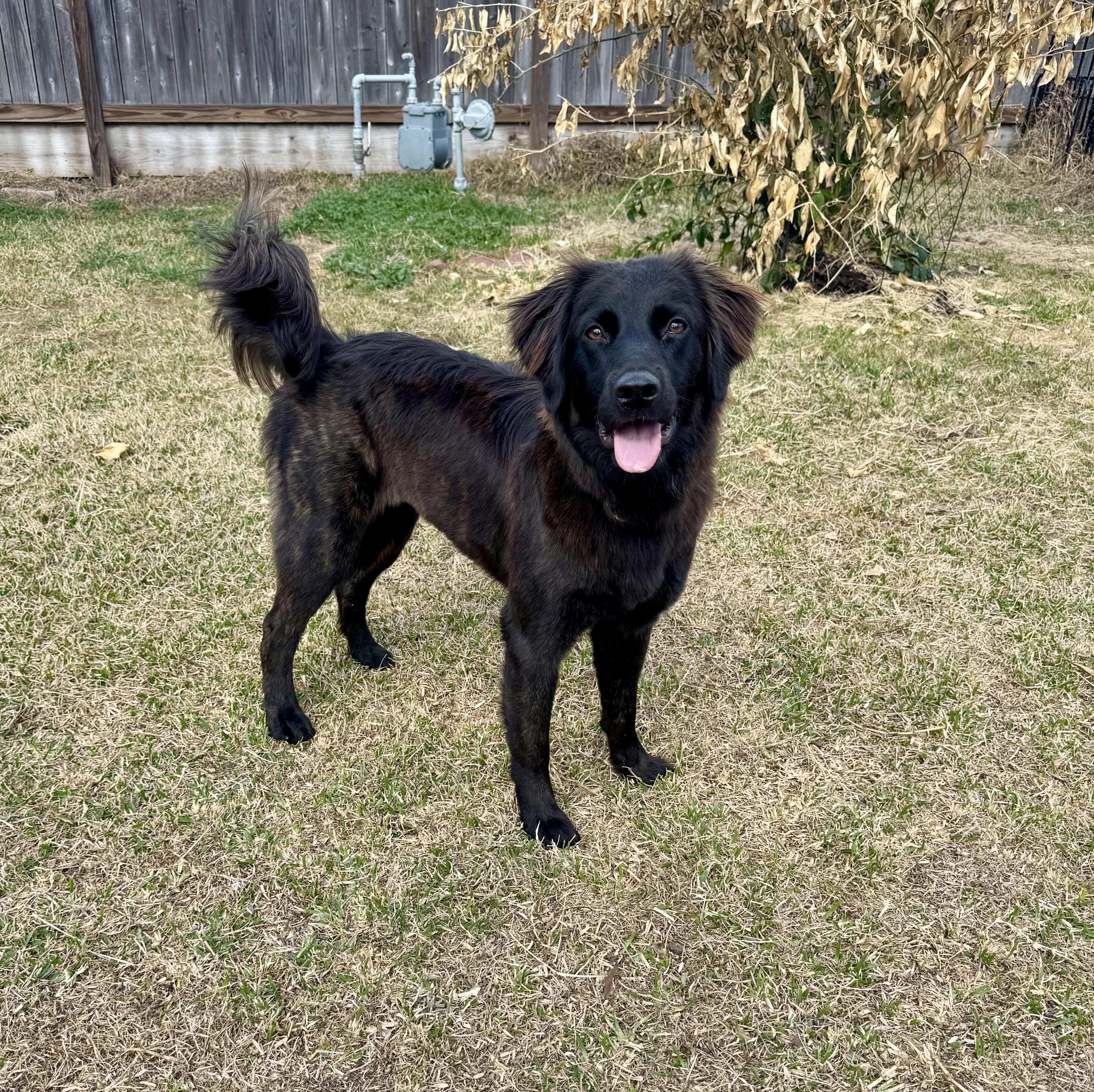 Raisin, a ADOPTABLE mixed breed in Lynnwood, WA image 5/6