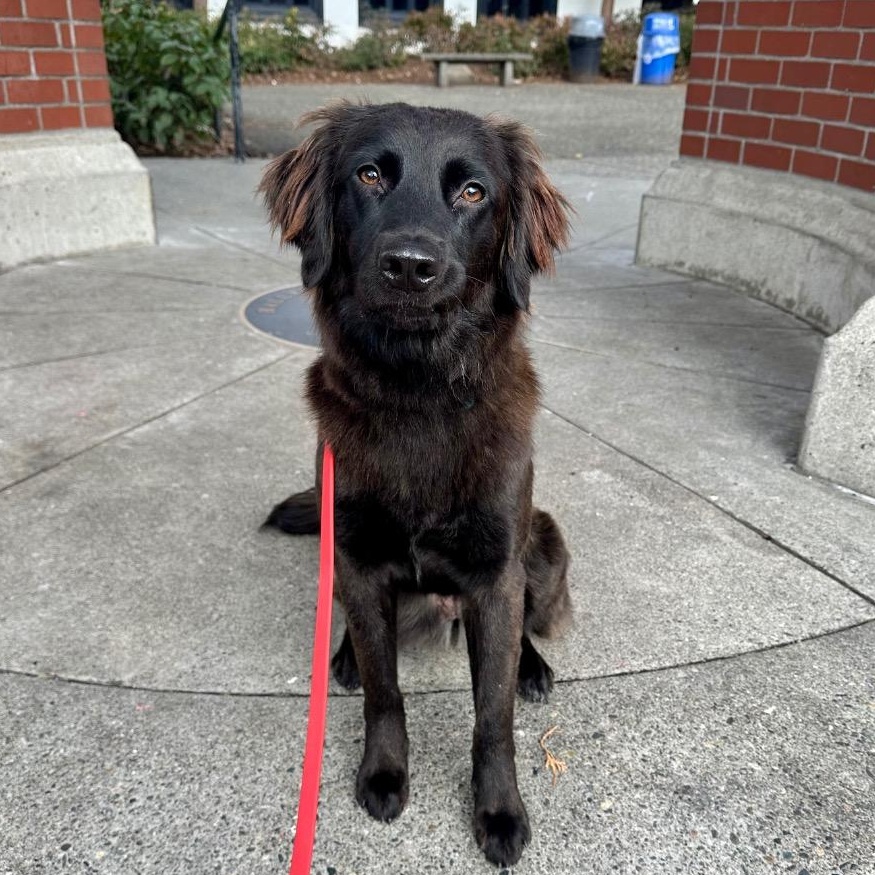 Raisin, ADOPTABLE, Young Female Golden Retriever & Border Collie.