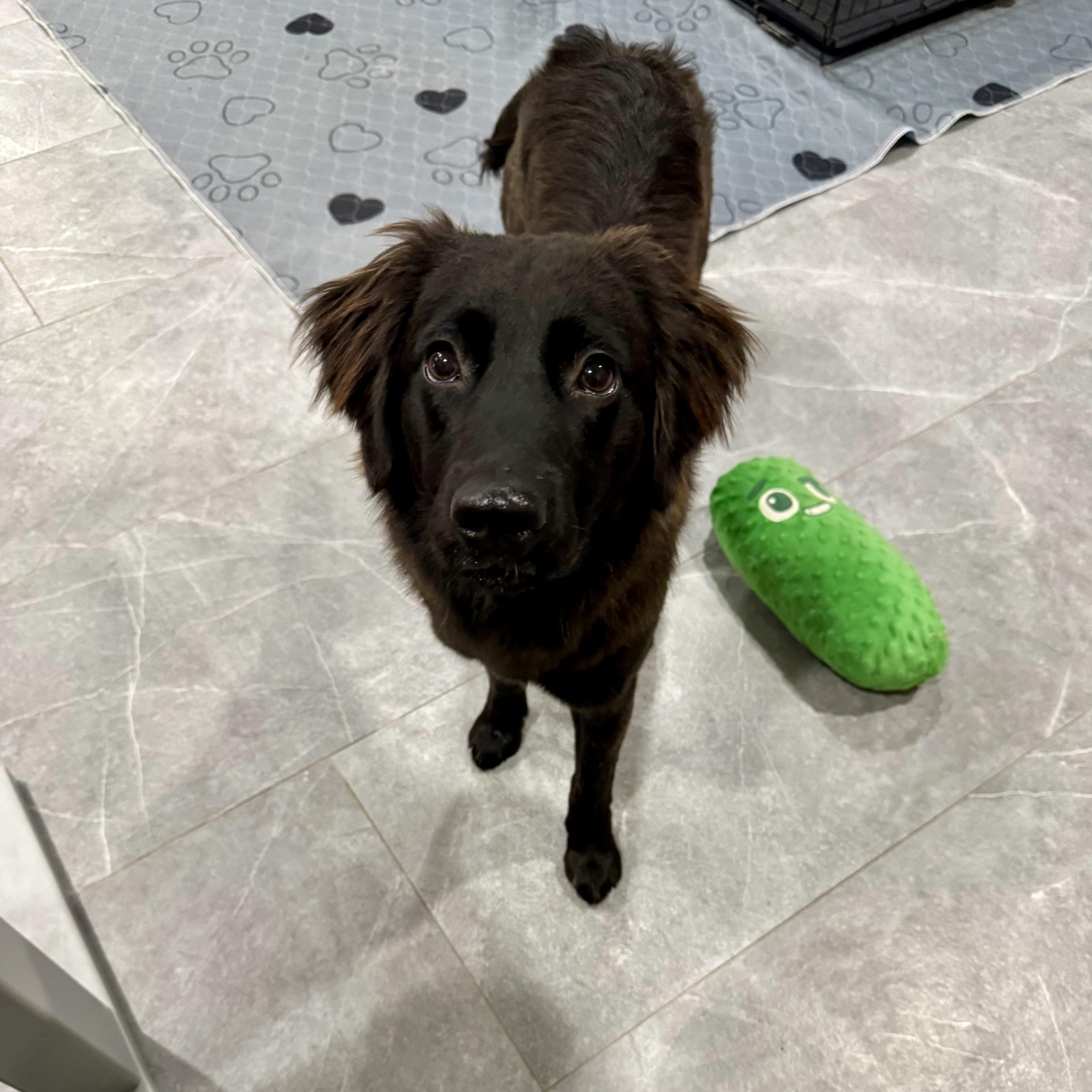 Raisin, a ADOPTABLE mixed breed in Lynnwood, WA image 6/6