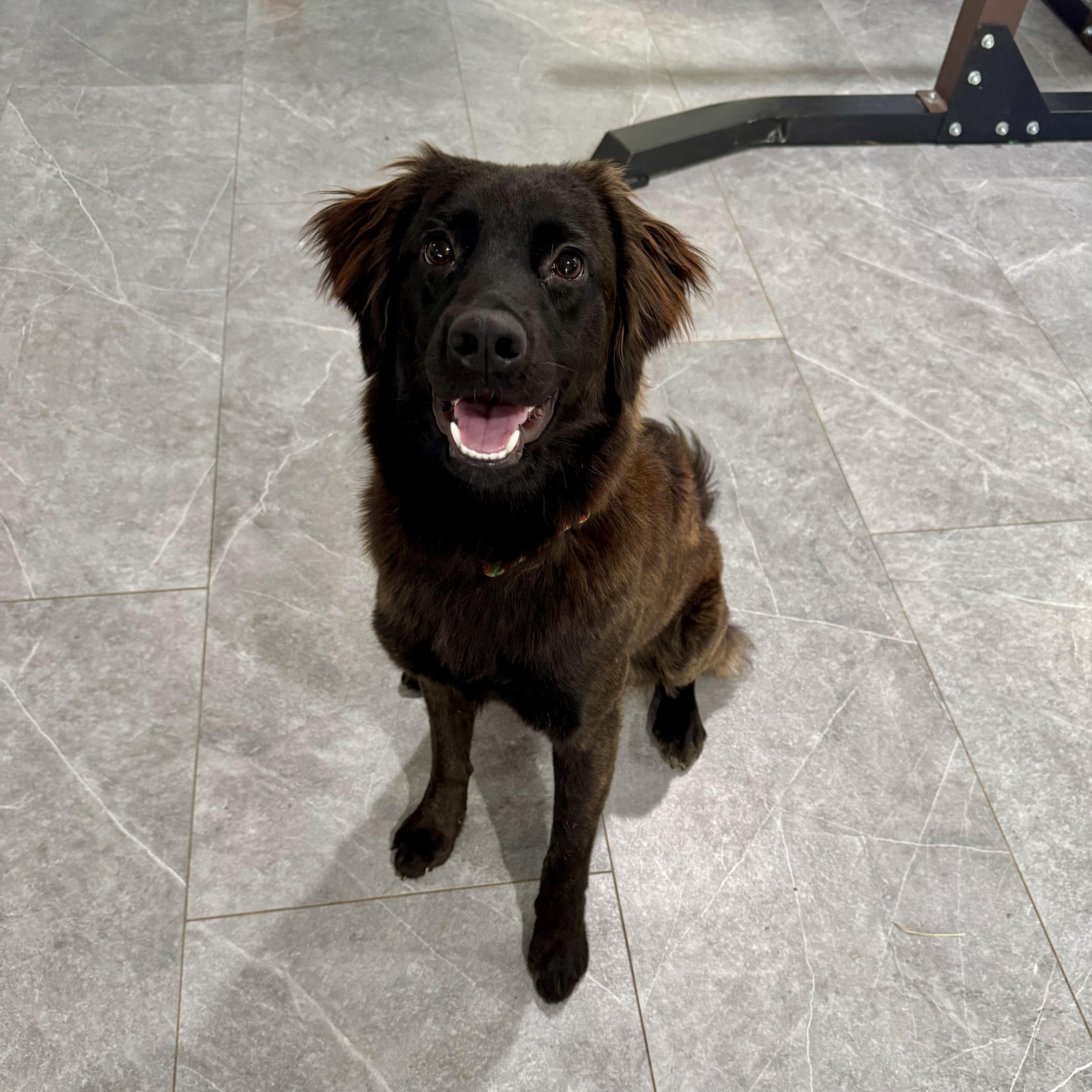 Raisin, ADOPTABLE, Young Female Golden Retriever & Border Collie.