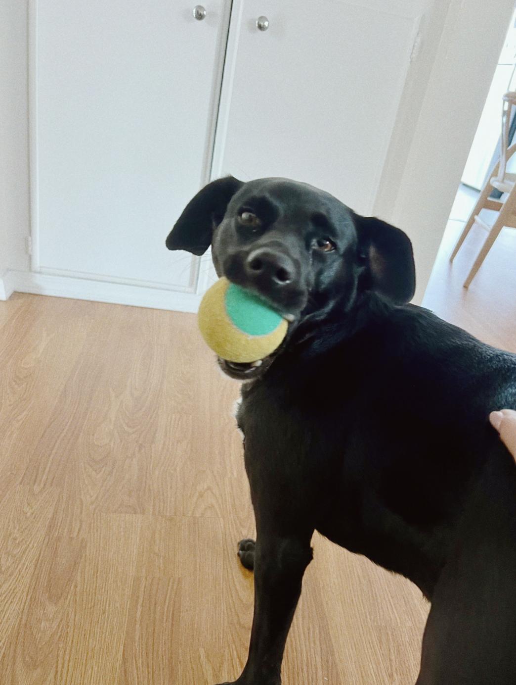 Enlarge Bella, a ADOPTABLE mixed breed in Santa Monica, CA image 3/4