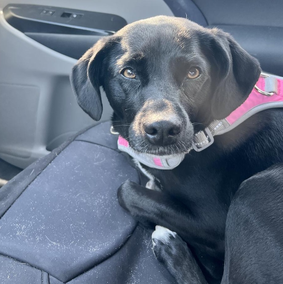 Bella, adopted, Adult Female Black Labrador Retriever.