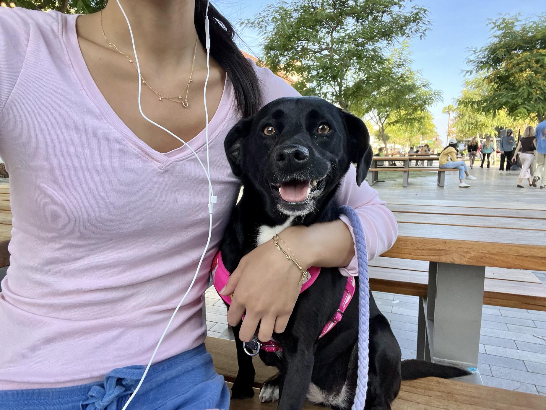 Enlarge Bella, a ADOPTABLE mixed breed in Santa Monica, CA image 2/4