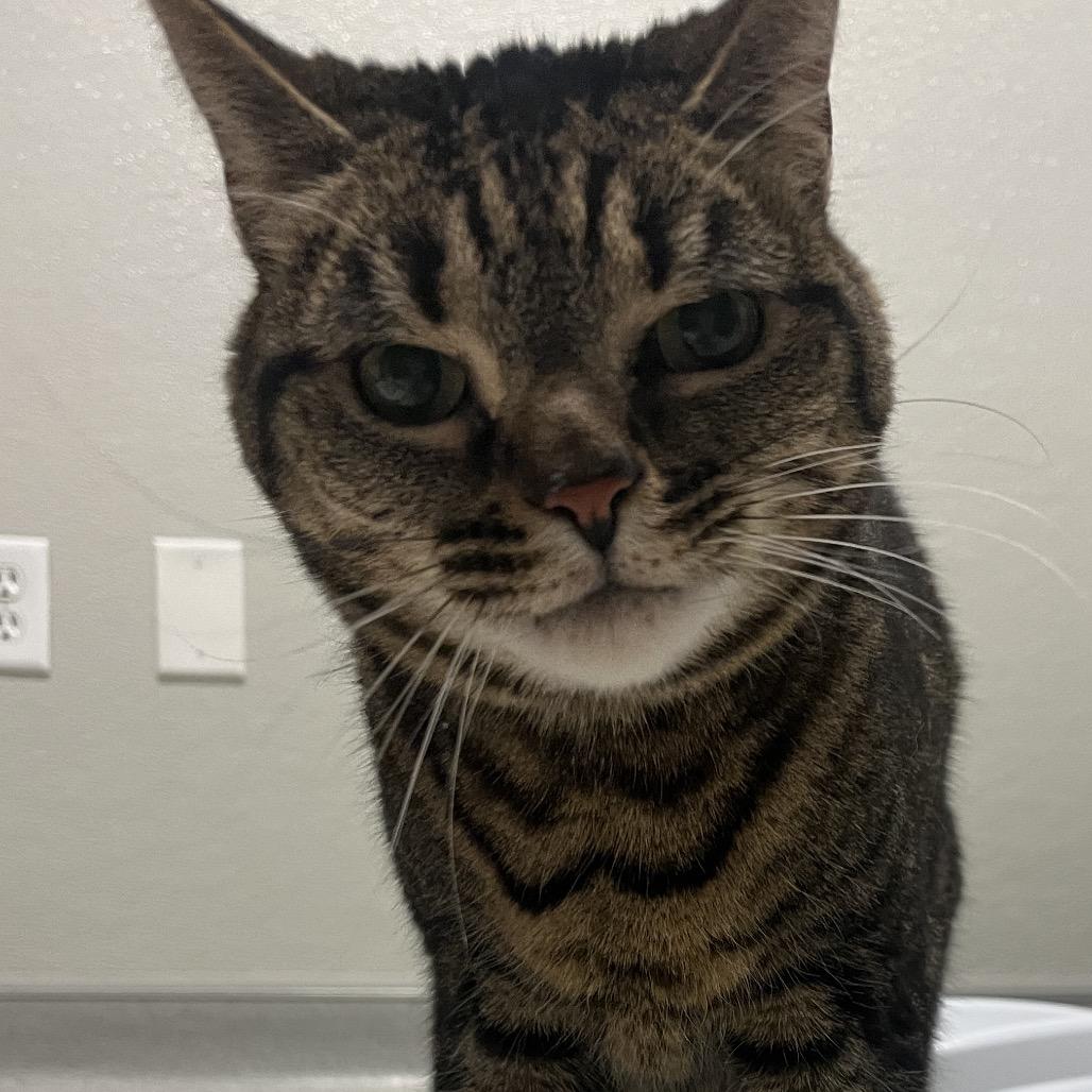 Enlarge Bella, a Adoptable Domestic Short Hair in Murray, UT image 1/2