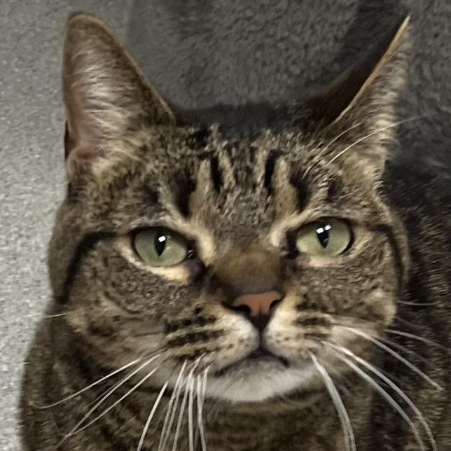 Enlarge Bella, a Adoptable Domestic Short Hair in Murray, UT image 2/2