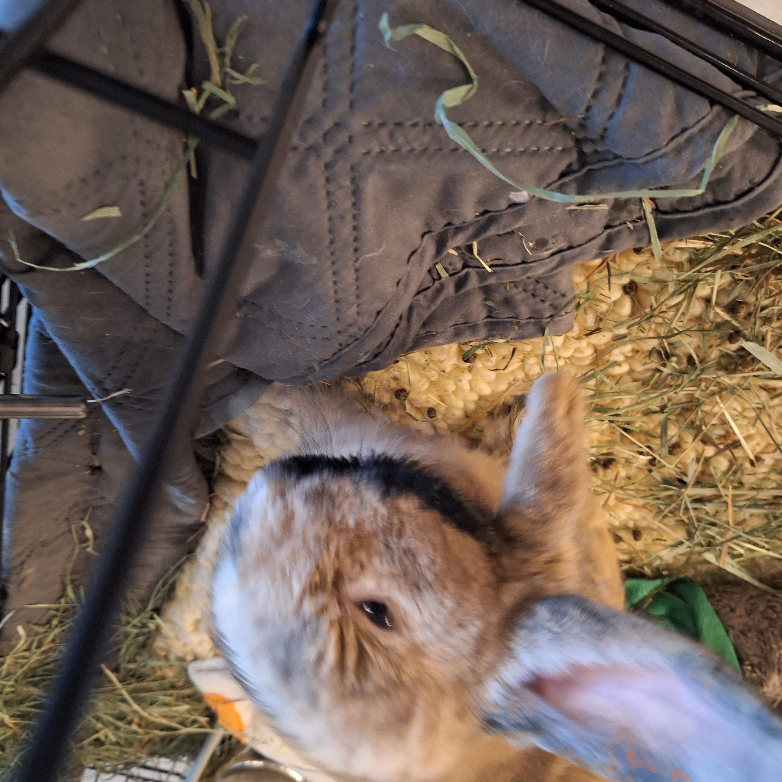 CASSIDY, adopted, Adult Female Bunny Rabbit.