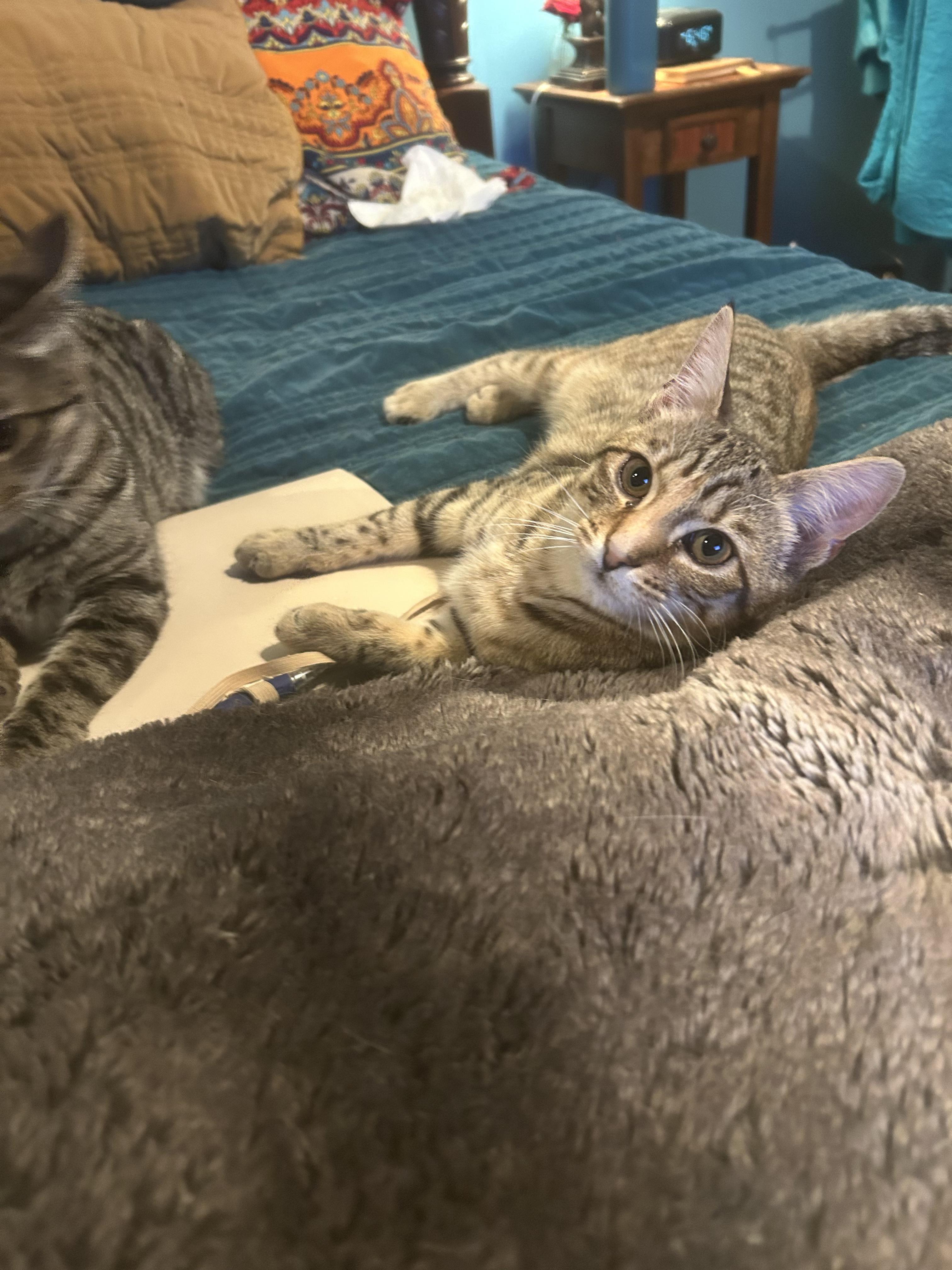 Pancake, ADOPTABLE, Young Female Domestic Short Hair.