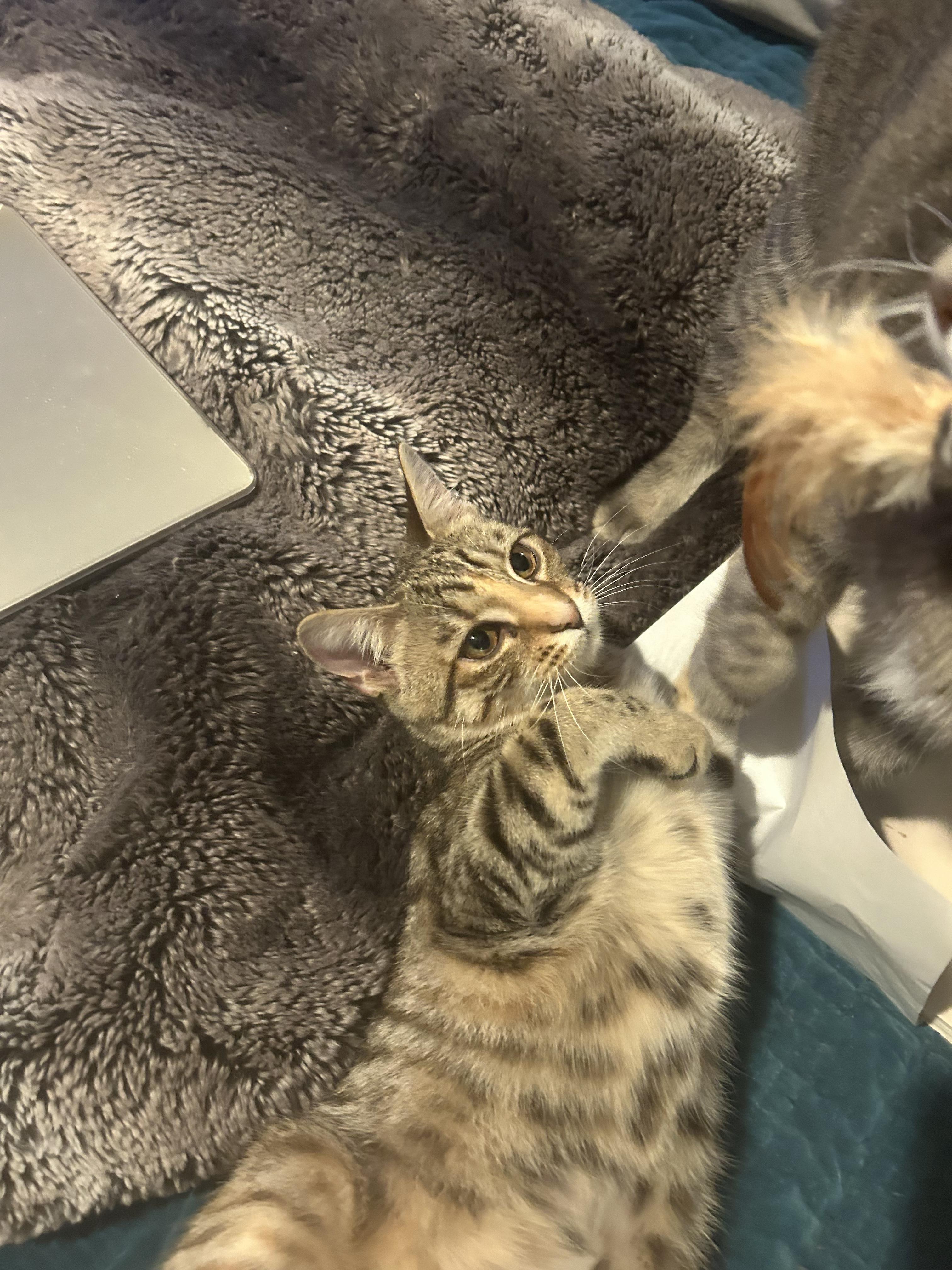 Pancake, a ADOPTABLE Domestic Short Hair in Mount Pleasant, SC image 2/2